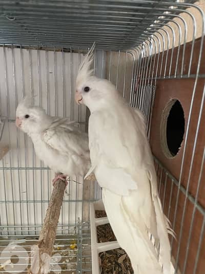 بيروت الحازمية