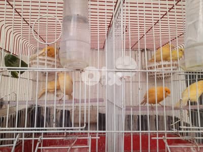 كناري حلوين مشكل