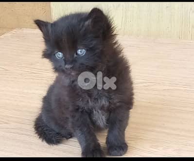 قطة صغيرة أنثى بجمال ساحر وعيون تخطف القلب