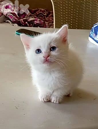 قط صغير ذكر بجمال ساحر وعيون تخطف القلب