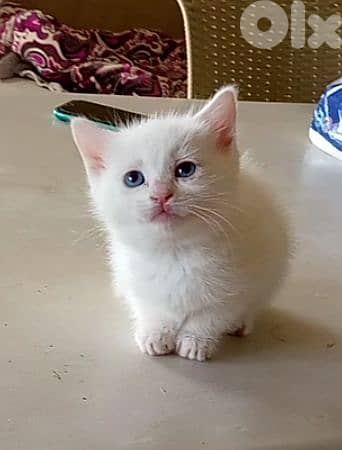 قط شيرازي صغير (هجين)