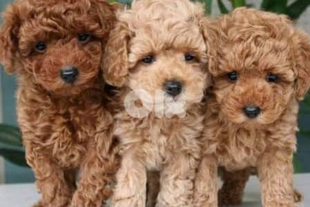 poodle puppies
