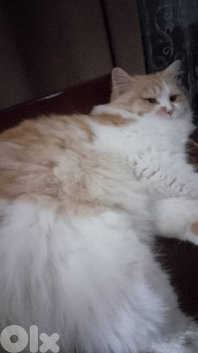 التواصل على هذه الأرقام81865581 aw 81447699