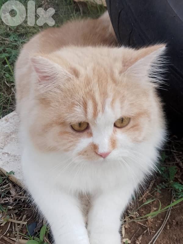 التواصل على هذه الأرقام81865581 aw 81447699 1