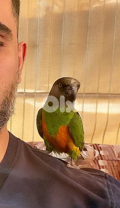 جوز ببغاء سنيغالي للبيع