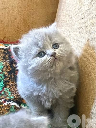 pure Scottish & brittish kittens