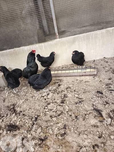 بيض للتفقيس