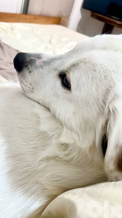 golden lab for adoption