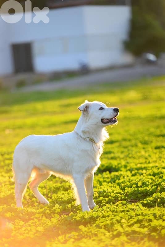 golden lab for adoption 1
