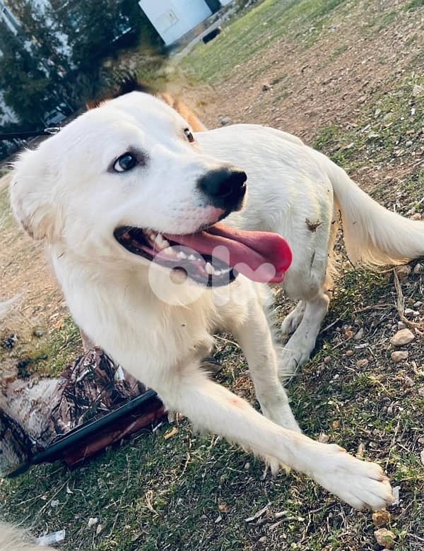 golden lab for adoption 2