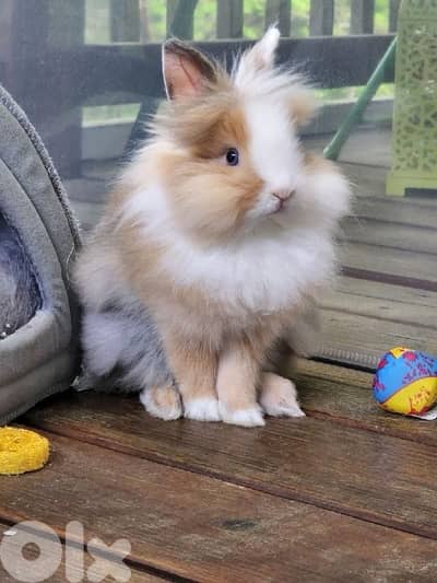 Lion Head Rabbits available in store and delivery