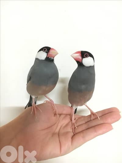 Java bird available جافا