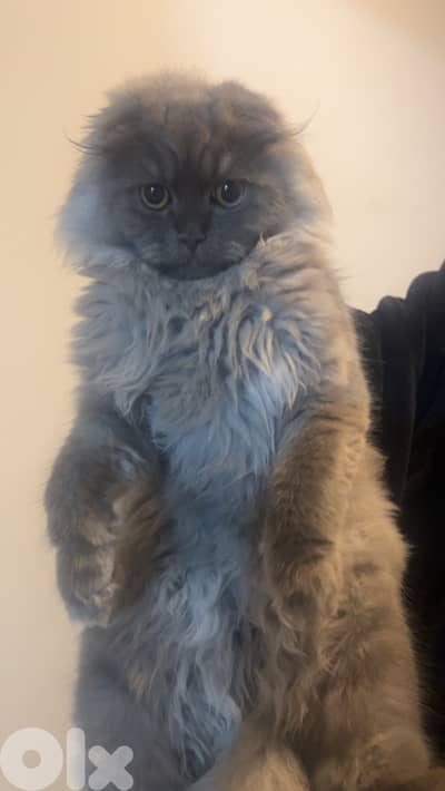 Scottish fold