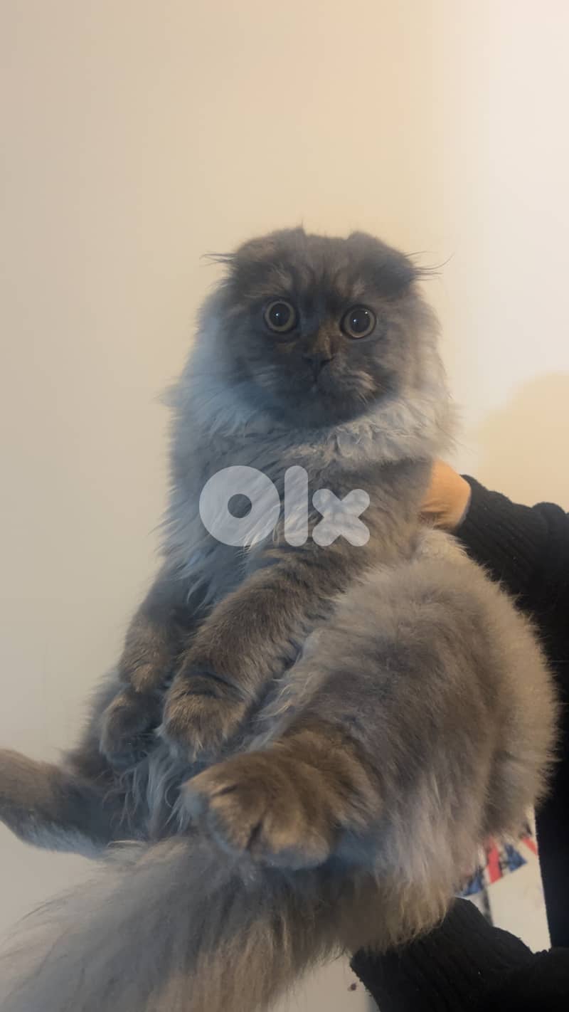 Scottish fold 1