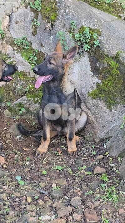 Puppies German shepherd  working sable