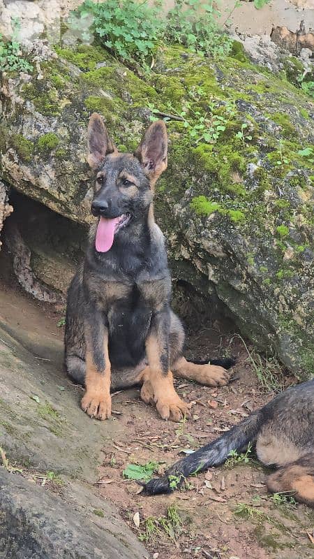 Puppies German shepherd  working sable 3