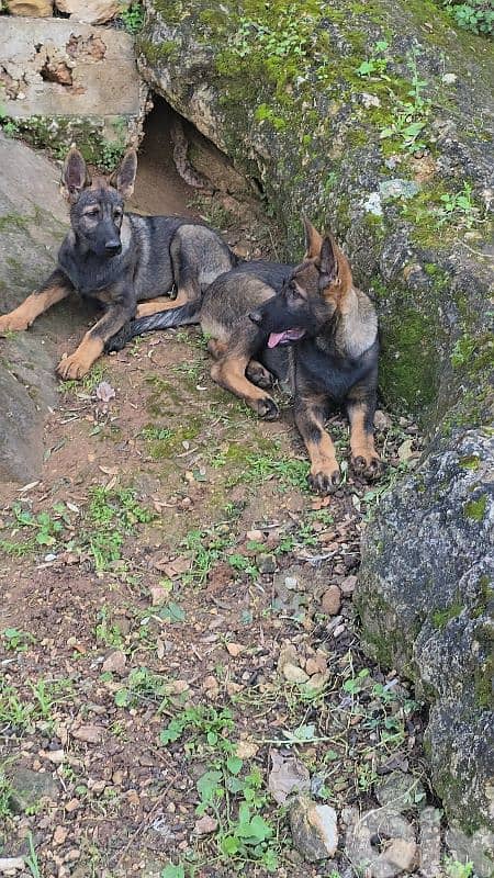 Puppies German shepherd  working sable 4
