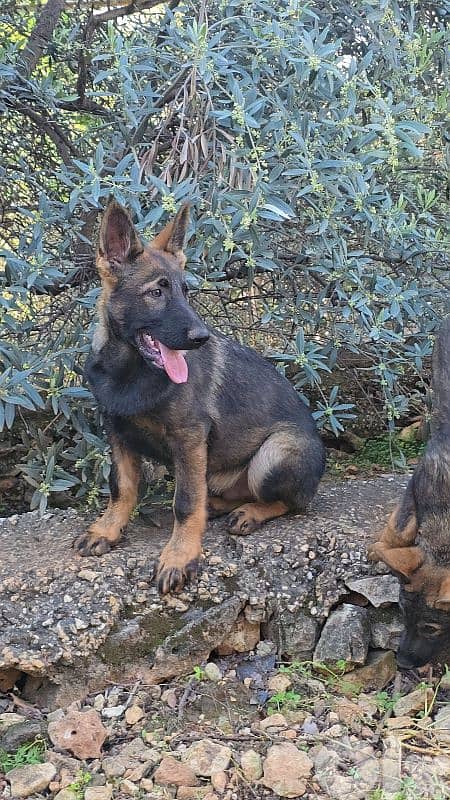 Puppies German shepherd  working sable 5