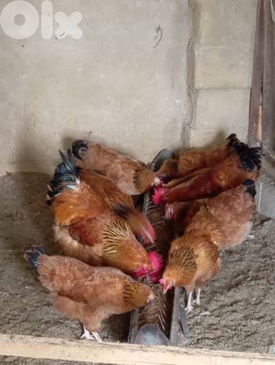 بيض سوسكس للتفقيس