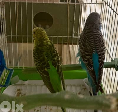 عصافير الحب بدون قفص