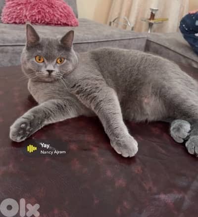 قطة للتزاوج
