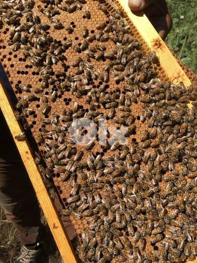 نحل  للبيع