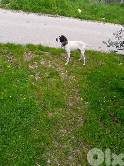 عانا البقاع الغربي