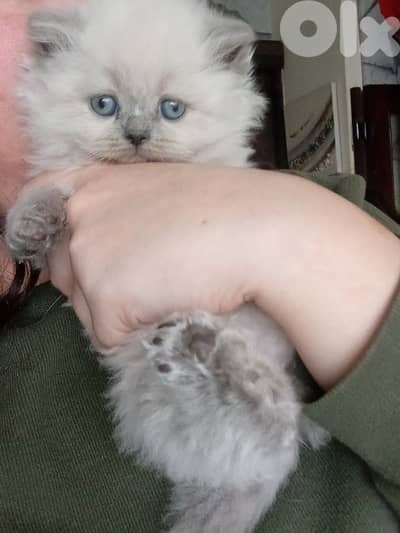 pure British panda still