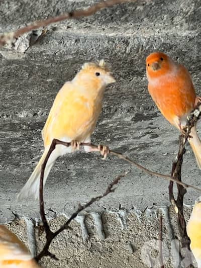 كنار  دكورا اناتة حبات نار