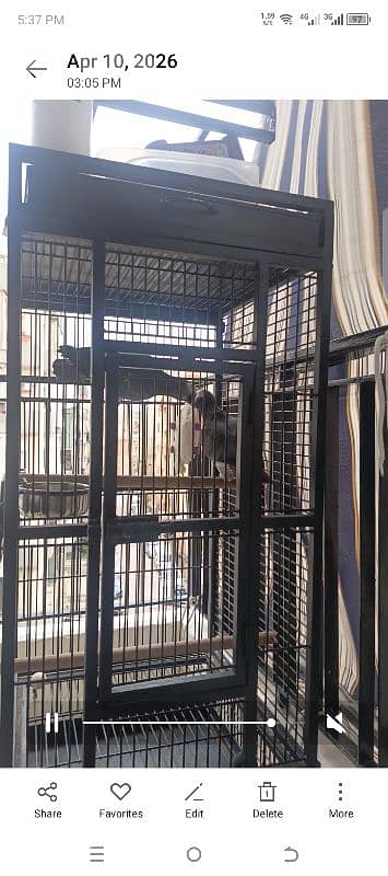 زوج ببغاء تمنة