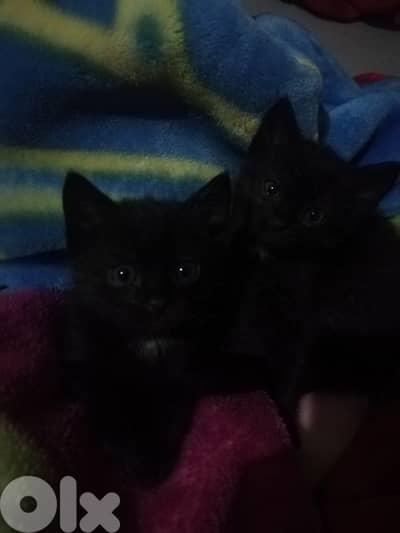 kittens for adoption FREE