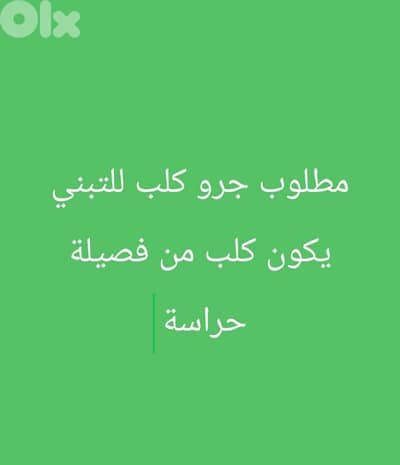 عكار برقايل