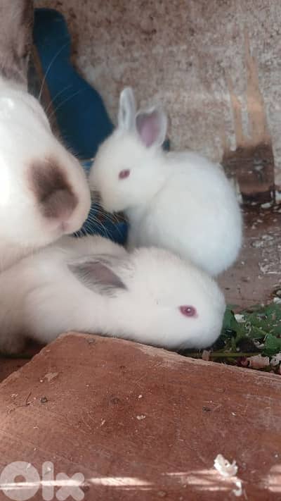 ارانب للبيع