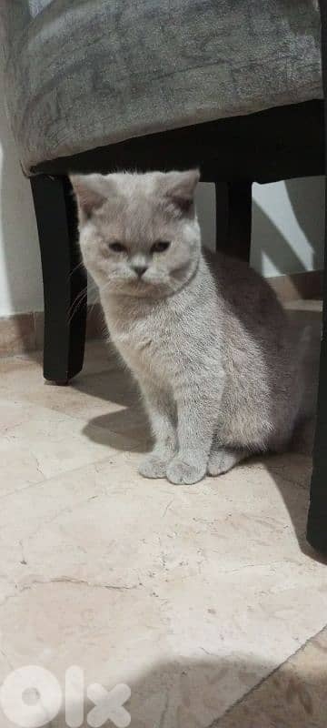 81181204 whatsup only