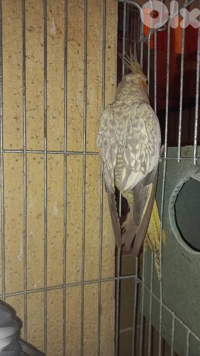 دكر كروان بيحكي