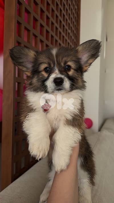 pure breed corgi 100%