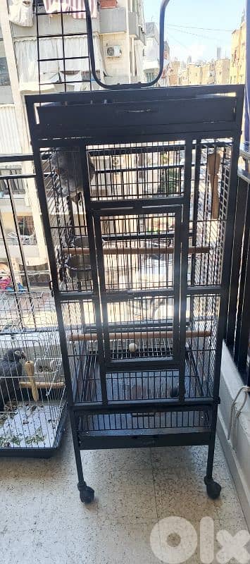 قفص ببغاء كبير