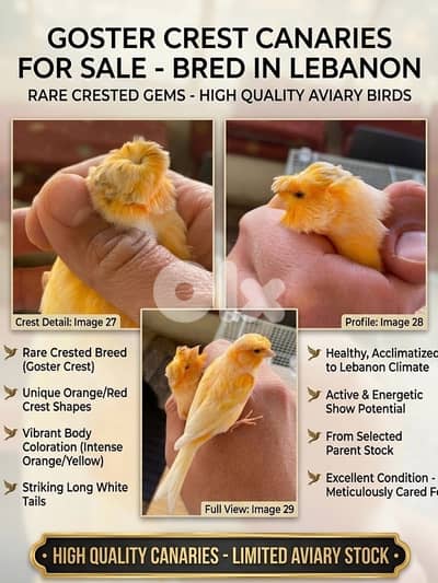 تسعة كنارات( ٥ ذكور و٤ اناث)