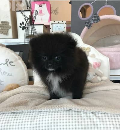 Pomeranian Smallest Size