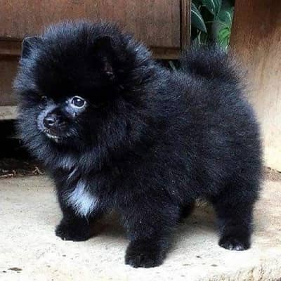 Small Pomeranian Black Dog كلاب