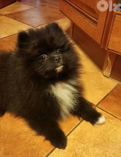 Pomeranian Dog Black كلاب