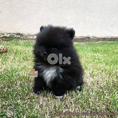 imported puppy Pomeranian black DELIVERY