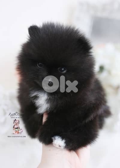 Pomeranian Black Puppy