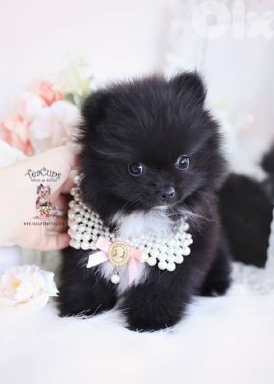 pomeranian puppy Black Cuteness