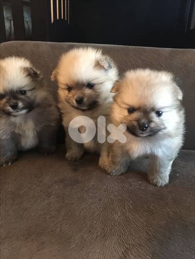 Pomeranian Spitz Cream