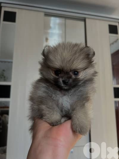 Pomeranian Spitz cream small Delivery available
