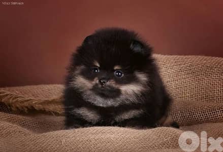Pomeranian Black and Tan Imported
