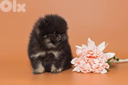 Imported Black and Tan Pomeranian puppy