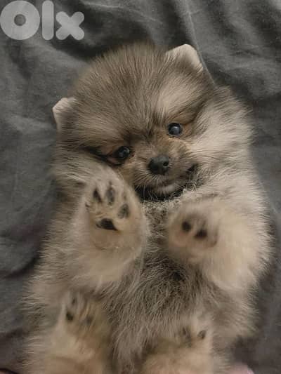 Spitz Pomeranian Cream CUTENESS