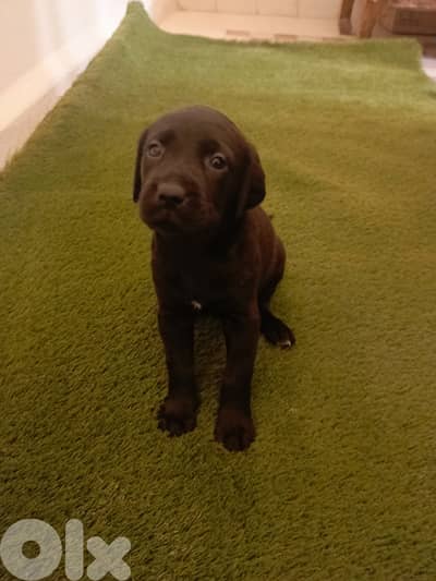 كلاب صيد/Brac dogs